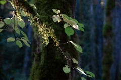 AlanKlughammer.com_20241012-_8505879