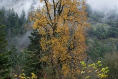 AlanKlughammer.com_20241116-_8506026