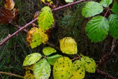 AlanKlughammer.com_20241116-_8506029