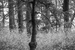 AlanKlughammer.com_20241124-_AZ70101