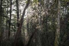 AlanKlughammer.com_Exquimalt-70482