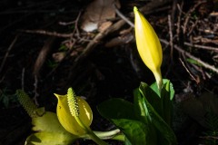 AlanKlughammer.com_20250401-_AZ72254