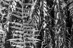 AlanKlughammer.com_20250510-_AZ73220