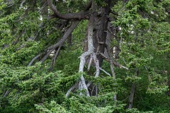 AlanKlughammer.com_20250601-_AZ73303