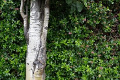 AlanKlughammer.com_20250621-_AZ73378
