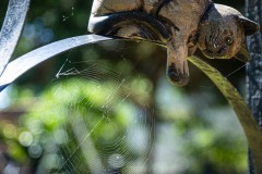 AlanKlughammer.com_20250712-_AZ73589