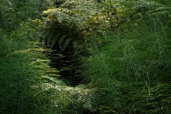 AlanKlughammer.com_20250911-_AZ74442