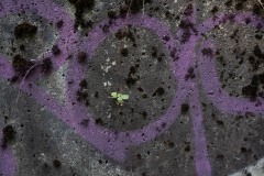 AlanKlughammer.com_20250913-_AZ74633