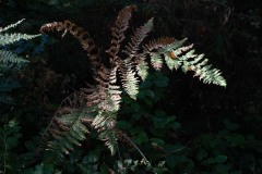 AlanKlughammer.com_20250915-_AZ74732