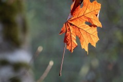 AlanKlughammer.com_20251108-_8506457