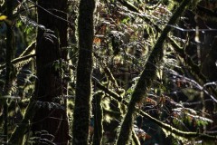 AlanKlughammer.com_20251108-_8506479