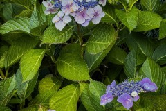 AlanKlughammer.com_IMG_2260