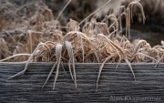 AlanKlughammer.com_20260125-_AZ75423