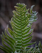 AlanKlughammer.com_20260125-_AZ75478