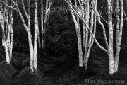 AlanKlughammer.com_20260214-_AZ75616