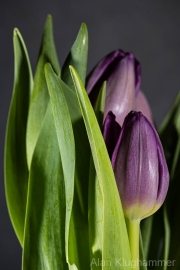 AlanKlughammer.com_20260307-_AZ75942