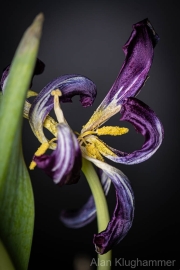 AlanKlughammer.com_20260322-_AZ76053-2