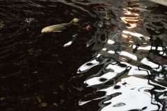 Koi Reflections