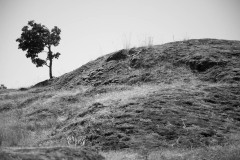 Lone Tree