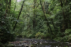 Dark Forest