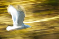 Bird In Flight