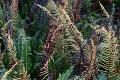 Fire Ferns