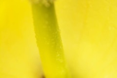 Lilly #2
