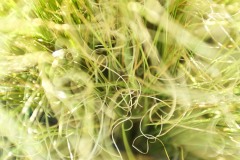 Angel Hair