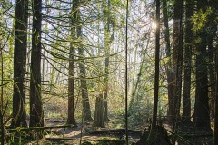 forest light