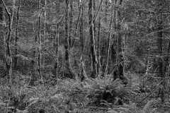 AlanKlughammer.com_20151225-_AKP0006-Edit