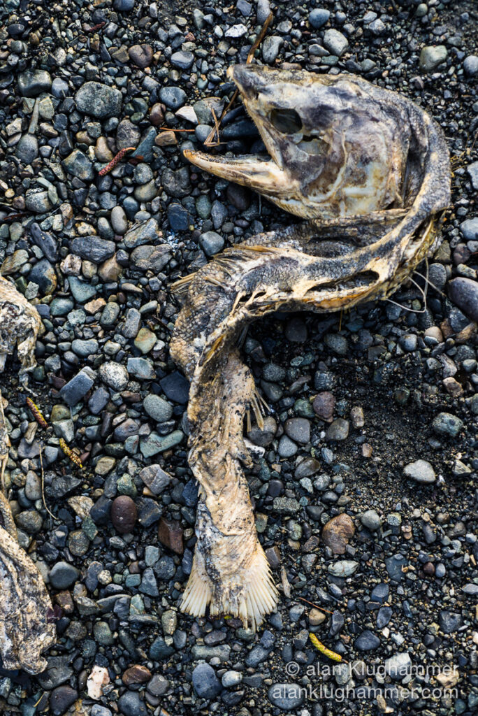 Life and Death