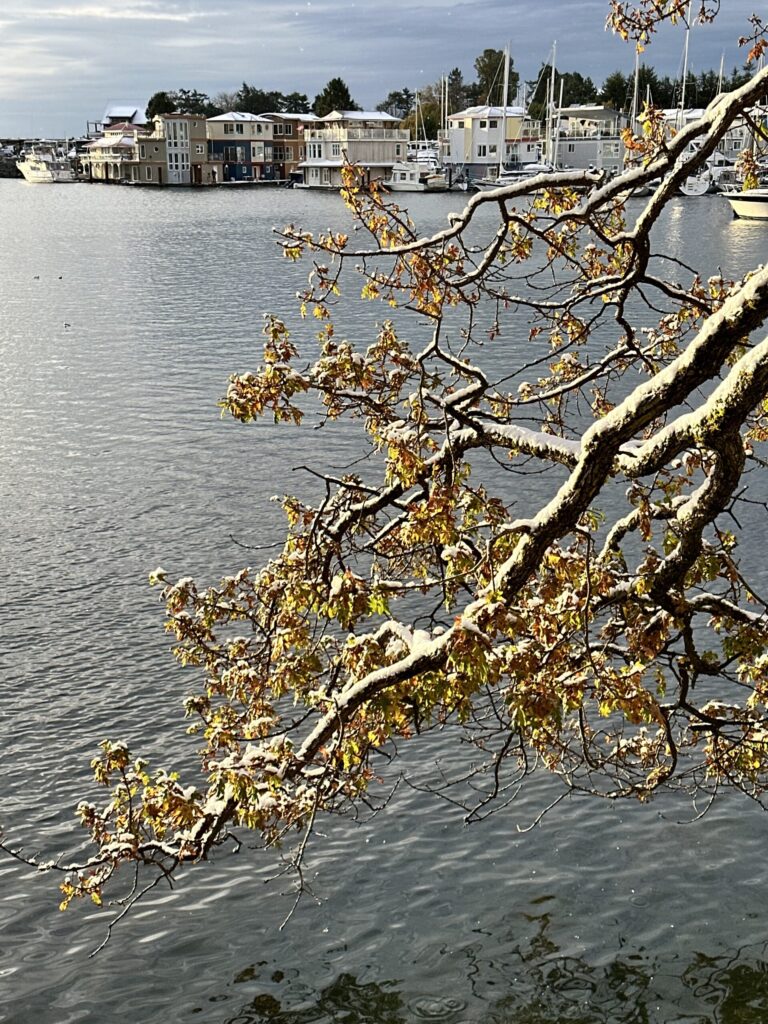 IPhone 14 vs D500